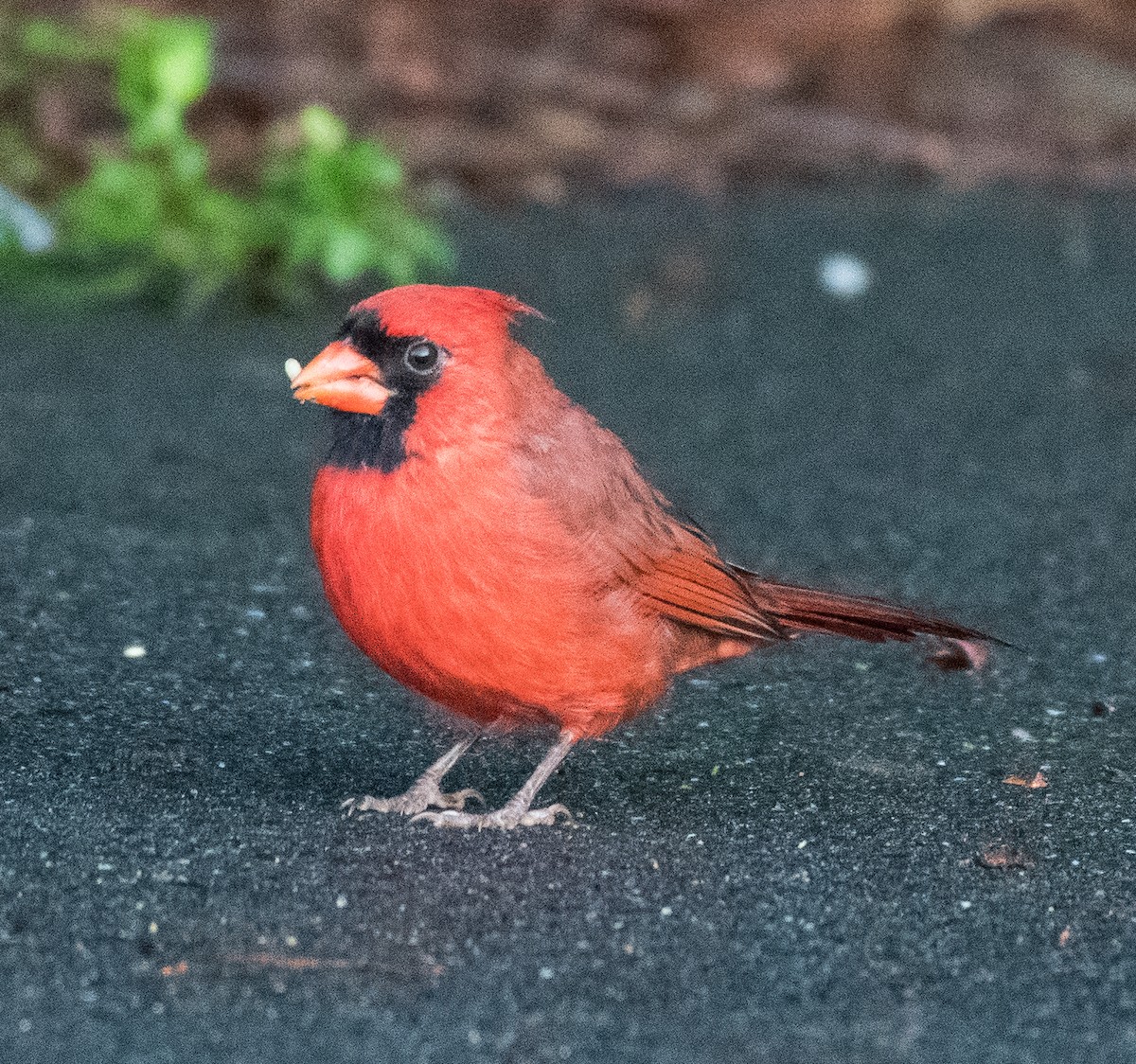 Northern Cardinal - ML483776681