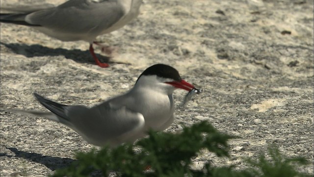 Common Tern - ML483778