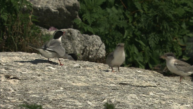 Common Tern - ML483779