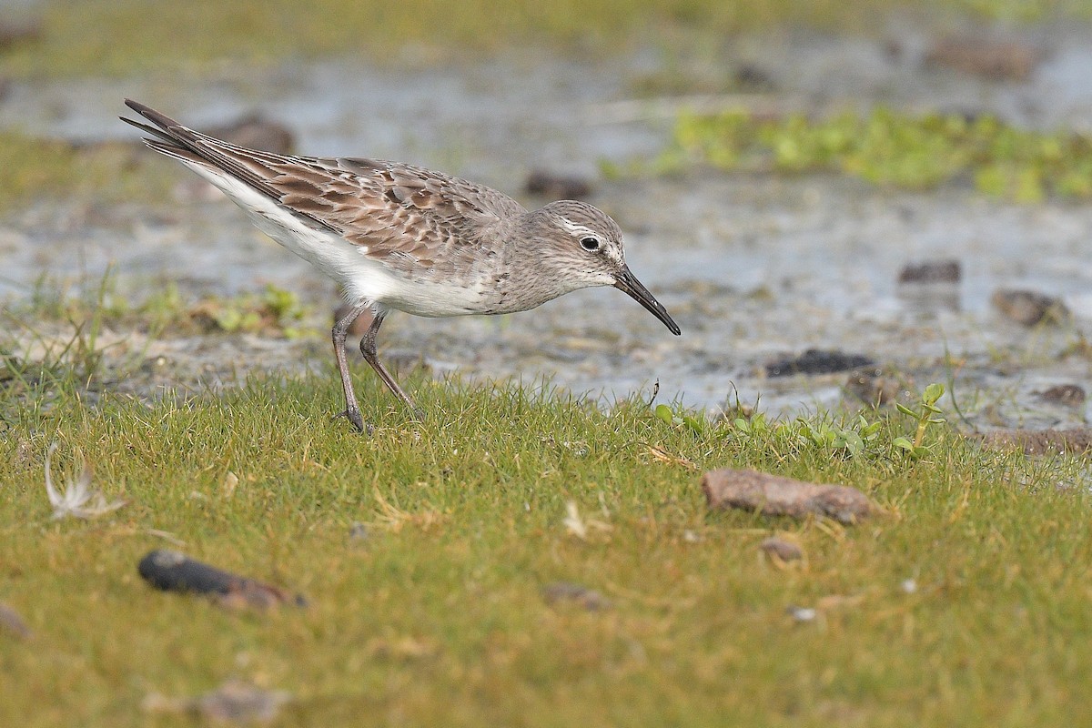 White-rumped Sandpiper - ML483779621