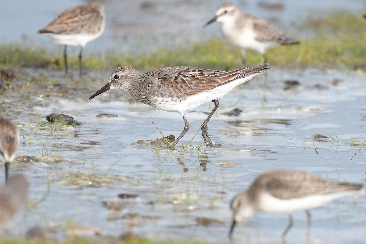 White-rumped Sandpiper - ML483779701