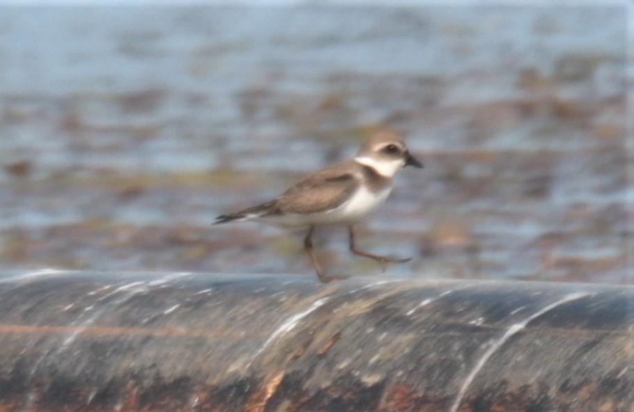 Semipalmated Plover - ML483779891