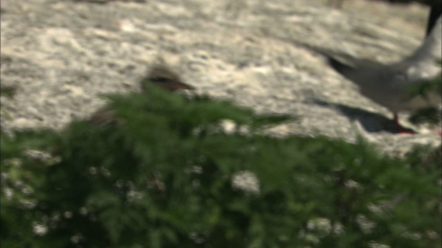 Common Tern - ML483780