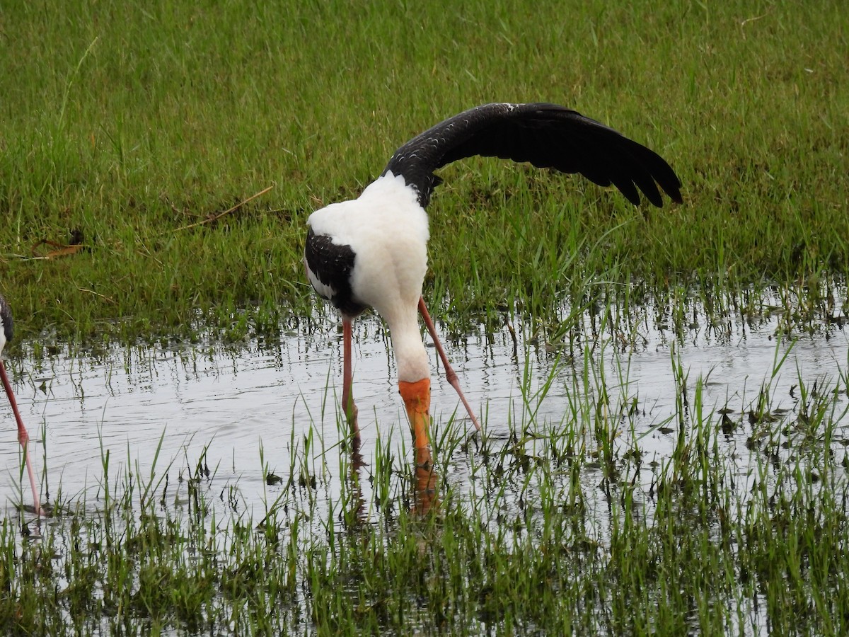 Painted Stork - ML483780021