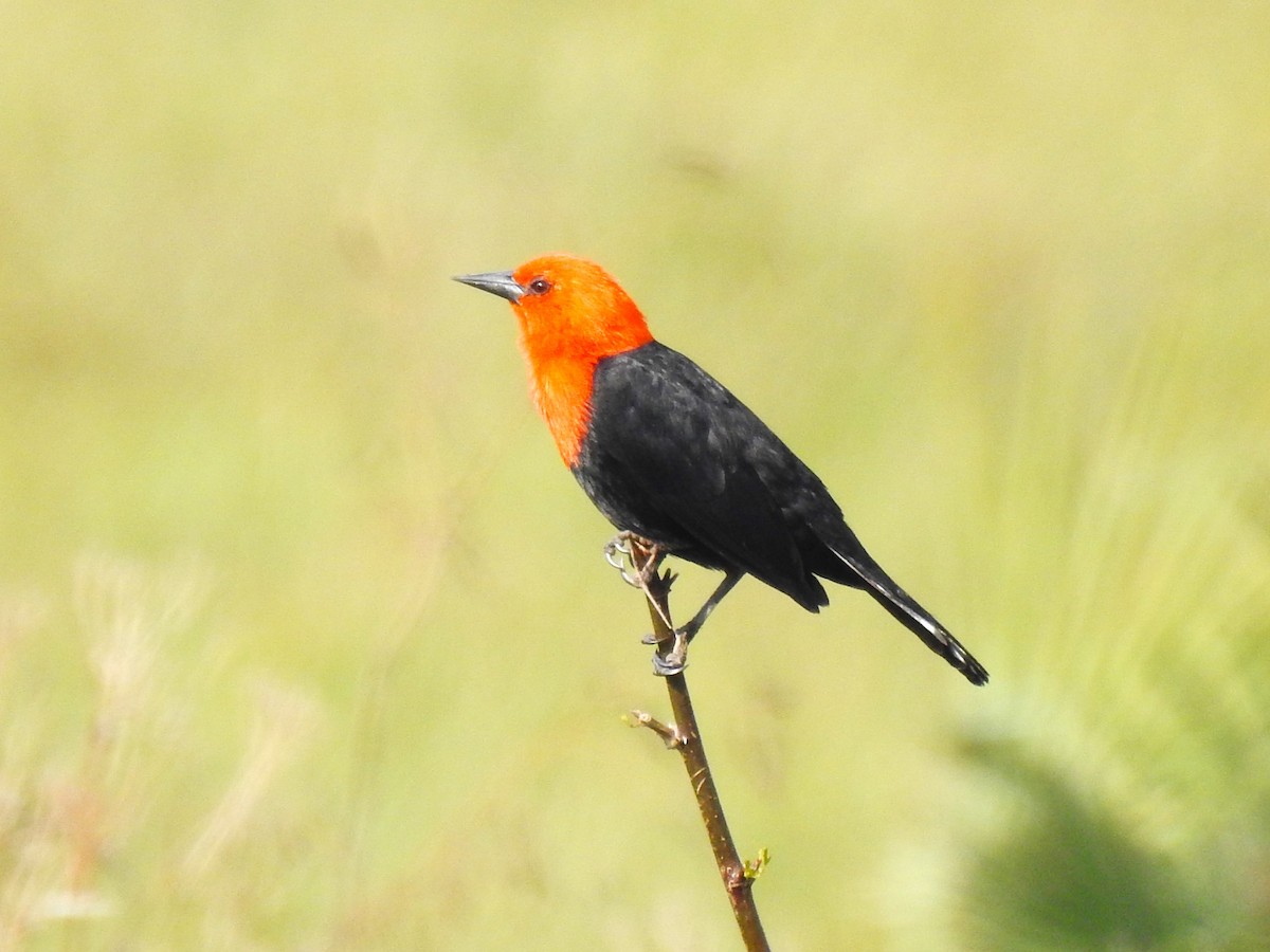 Scarlet-headed Blackbird - Ricardo Centurión