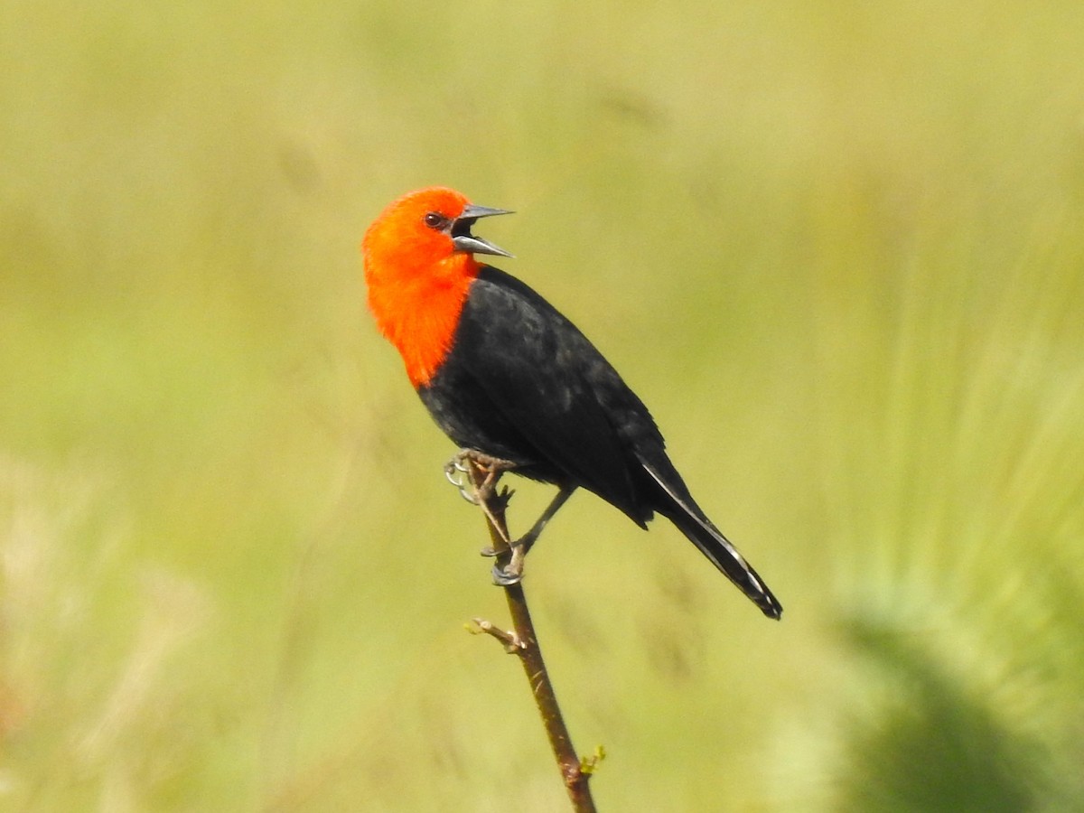 Scarlet-headed Blackbird - ML483780551