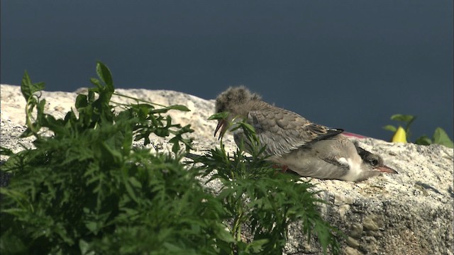 Common Tern - ML483781