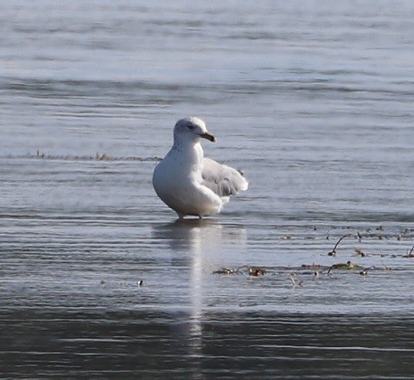 Ring-billed Gull - ML483781881