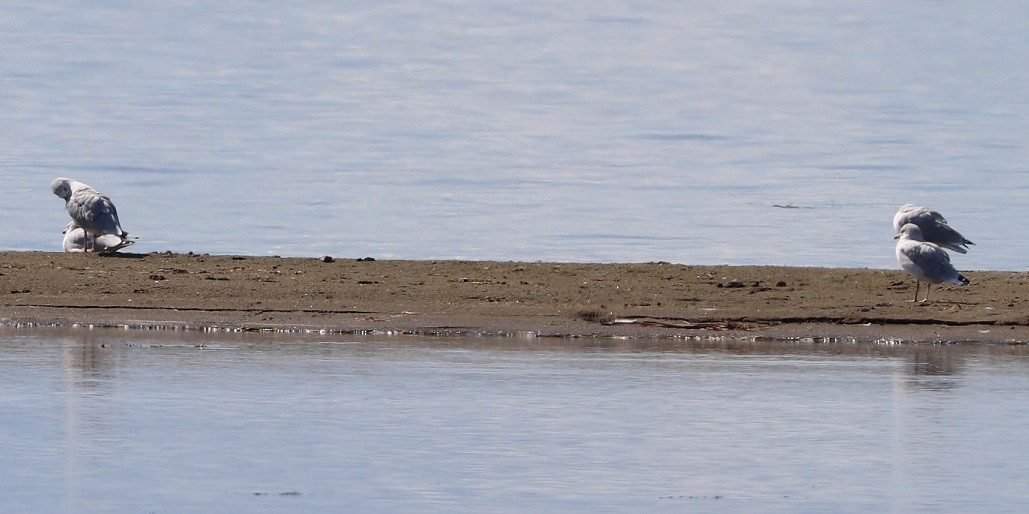 Ring-billed Gull - ML483781941