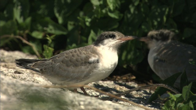 Common Tern - ML483782