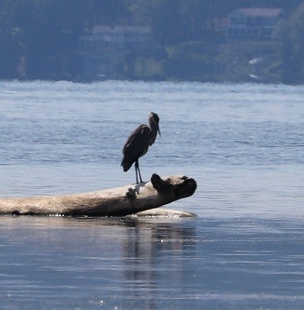 Great Blue Heron - ML483782071