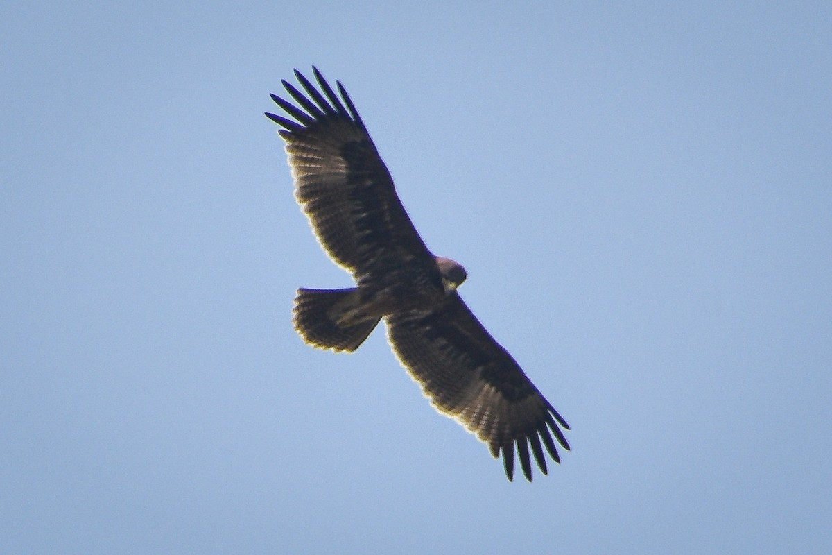 Indian Spotted Eagle - Omkar Damle