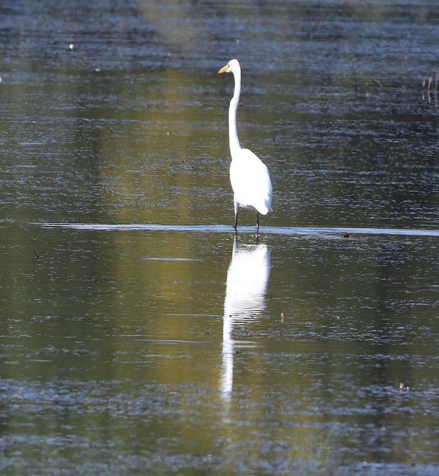 Great Egret - ML483782171