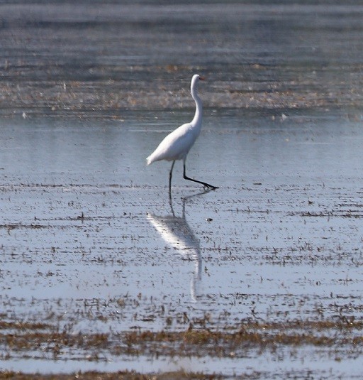 Great Egret - ML483782181