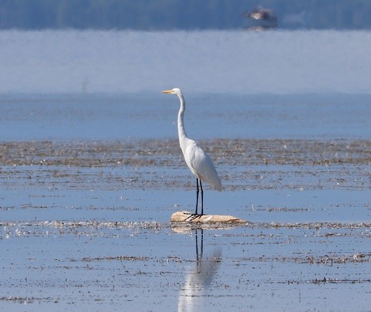 Great Egret - ML483782191