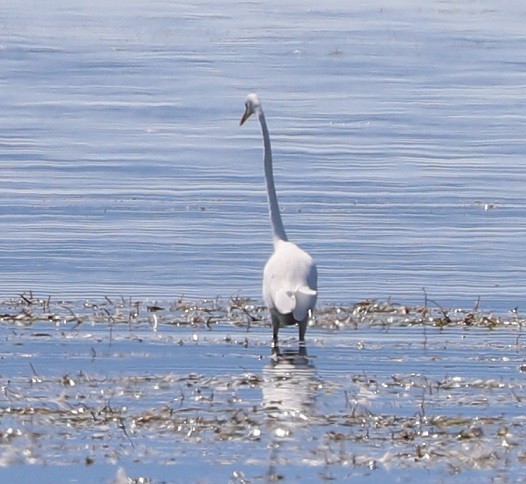 Great Egret - ML483782211