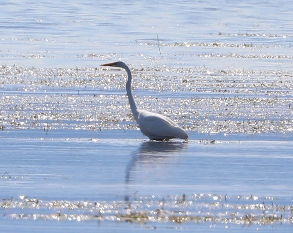 Great Egret - ML483782221