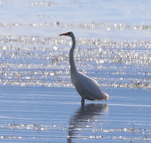 Great Egret - ML483782231