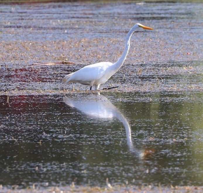 Great Egret - ML483782241