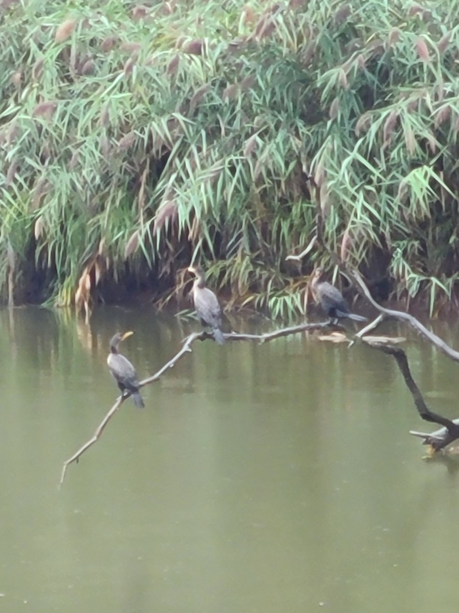 Double-crested Cormorant - ML483782441