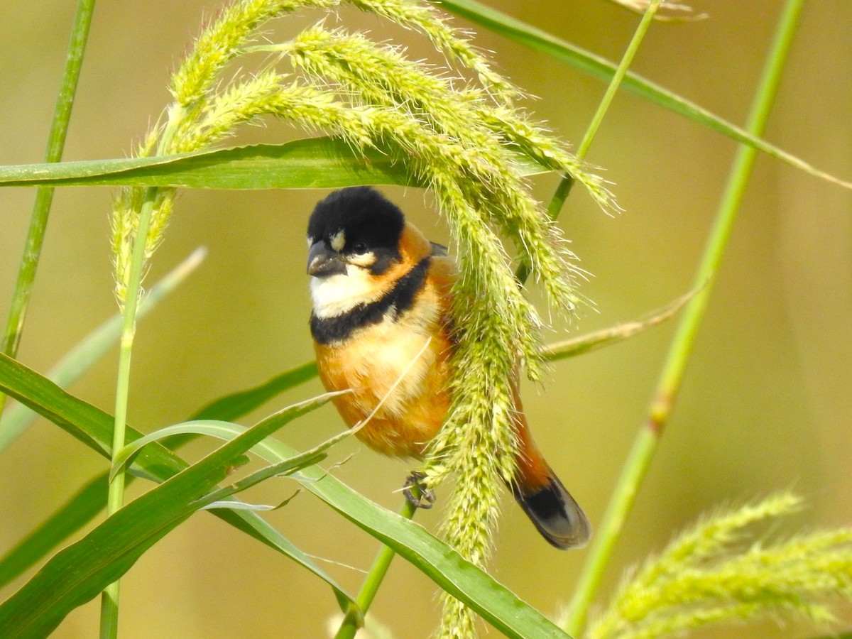 Rusty-collared Seedeater - ML483782701