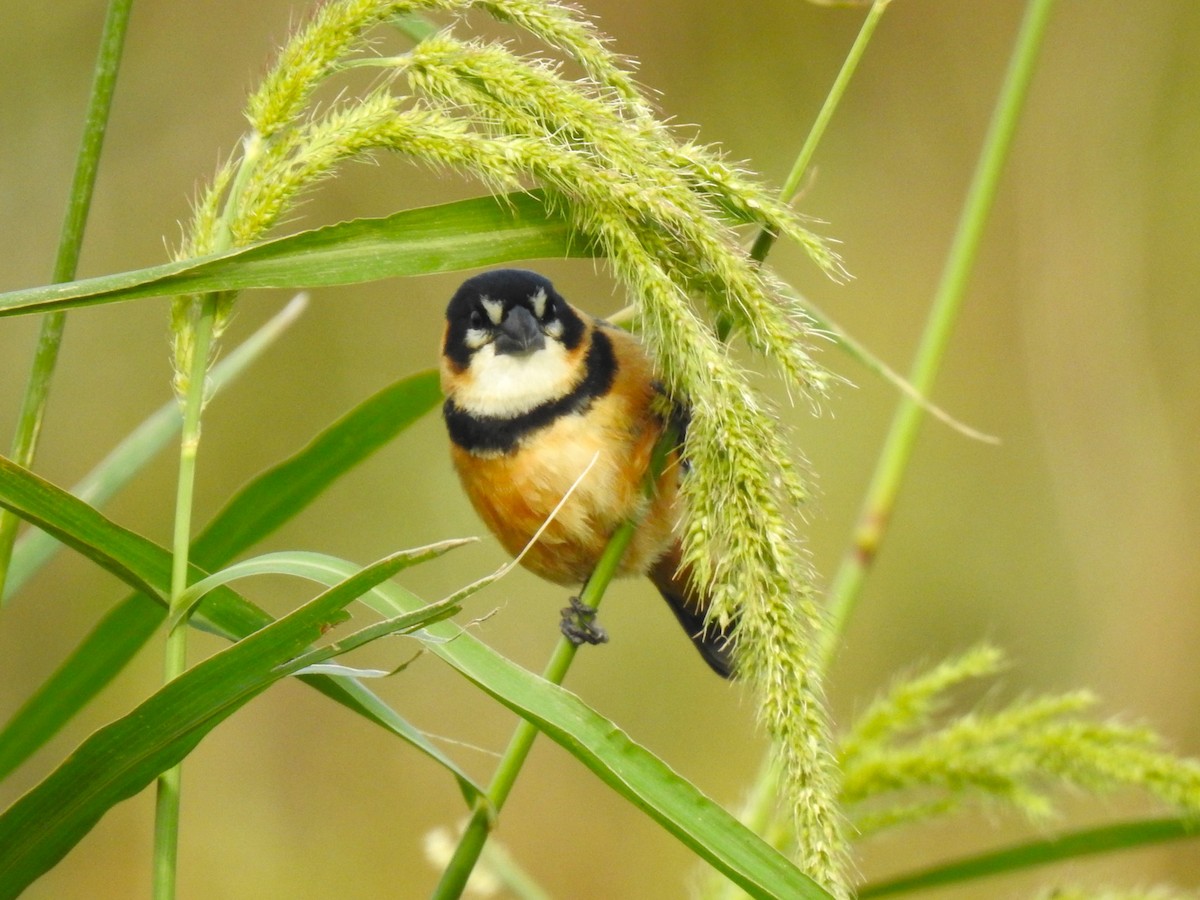 Rusty-collared Seedeater - ML483782711