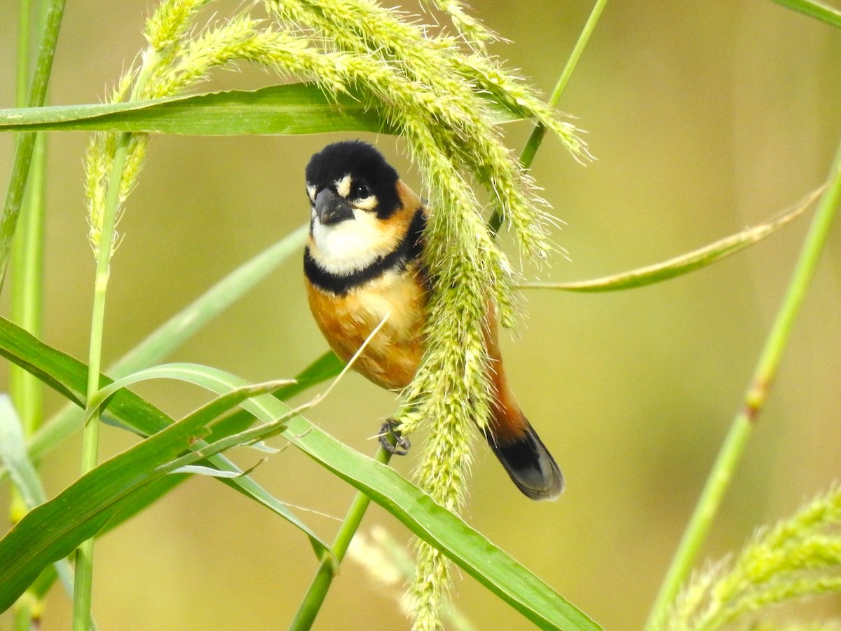 Rusty-collared Seedeater - ML483782721