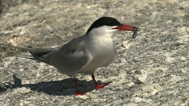 Charrán Común - ML483783