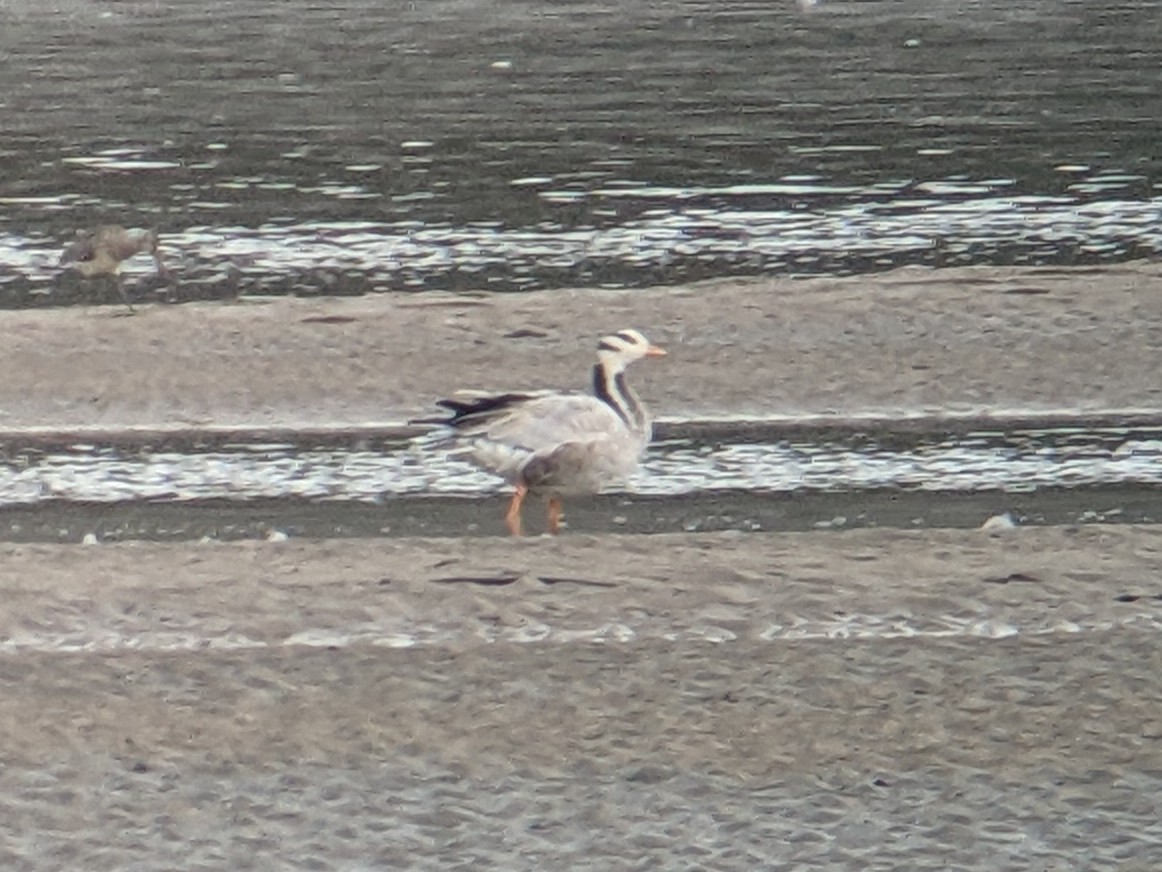 Bar-headed Goose - ML483783061