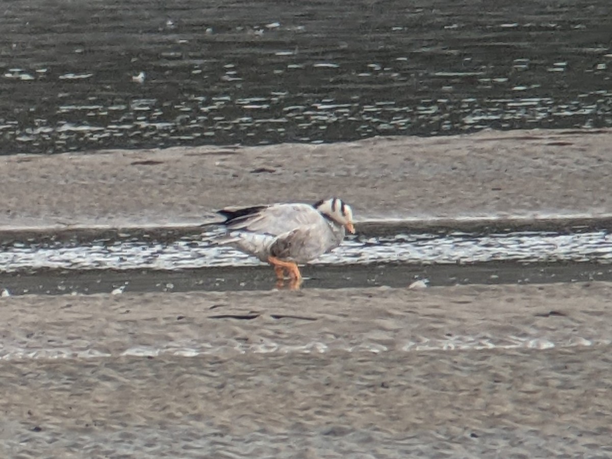 Bar-headed Goose - ML483783091