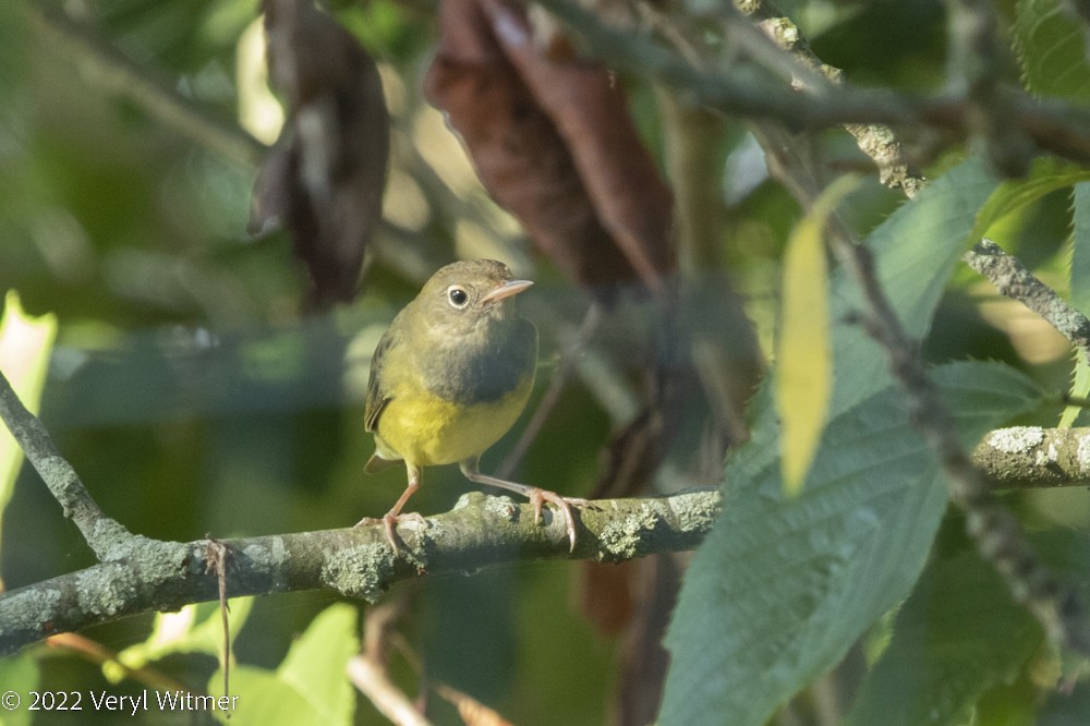 Connecticut Warbler - ML483783351