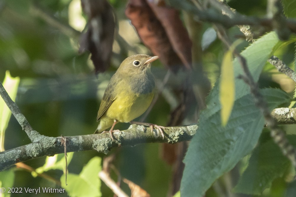 Connecticut Warbler - ML483783361