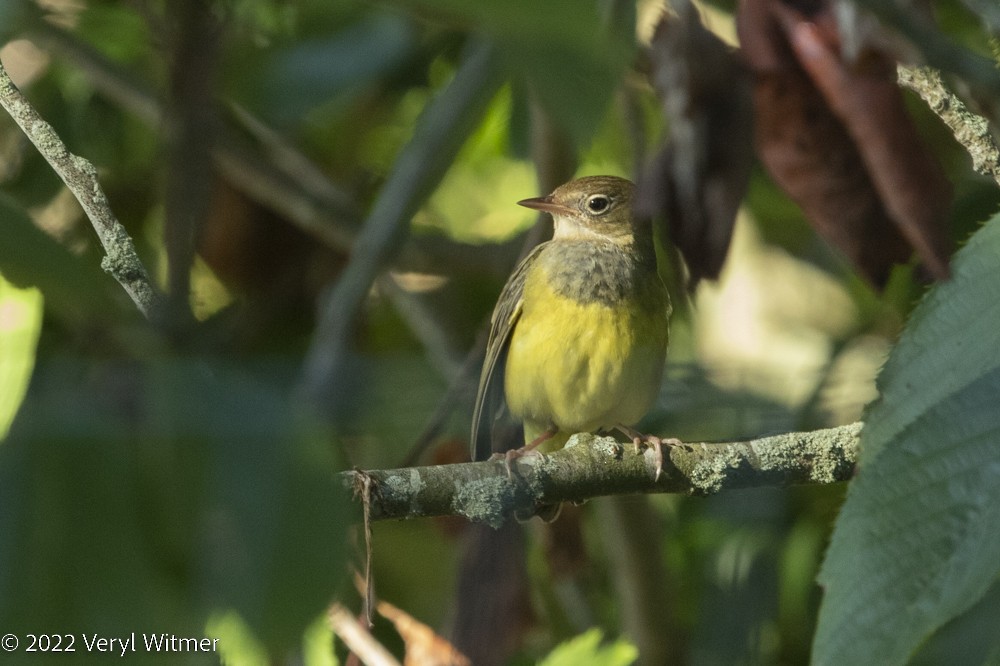 Connecticut Warbler - ML483783371