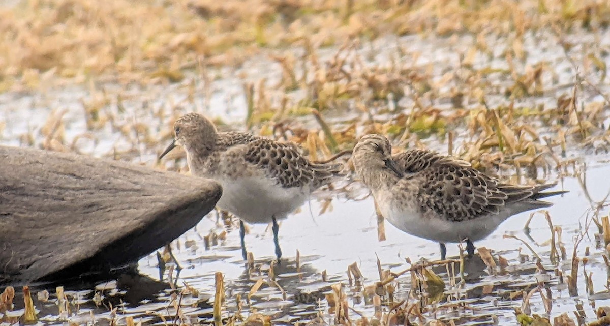 Baird's Sandpiper - ML483784231