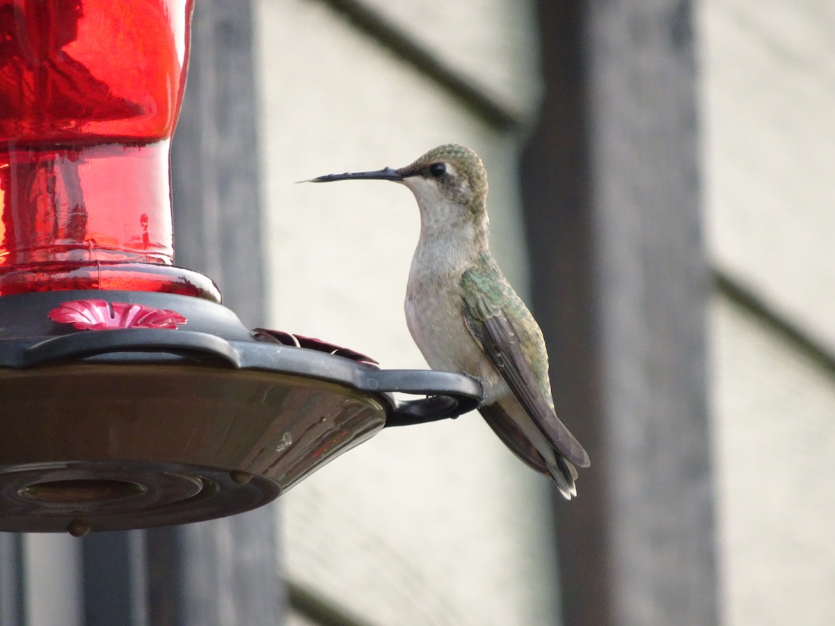 Black-chinned Hummingbird - ML483784481