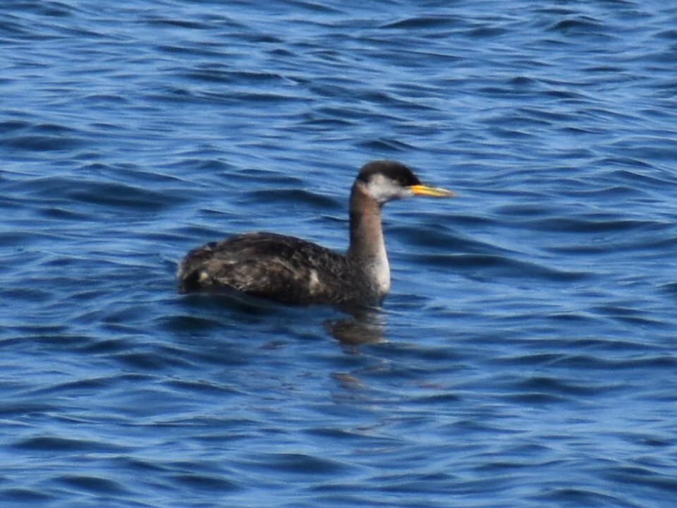 Red-necked Grebe - ML483784611