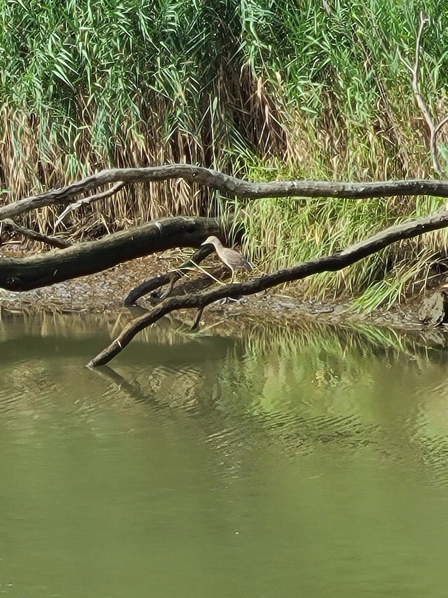 Black-crowned Night Heron - Crystal Whitehead