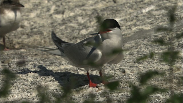 Common Tern - ML483785