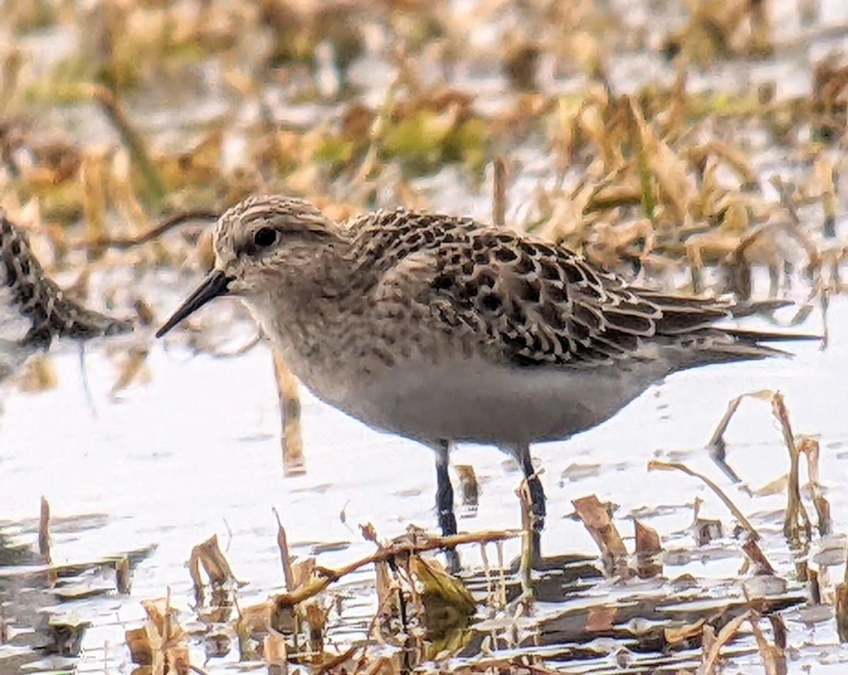 Baird's Sandpiper - Clem Nilan