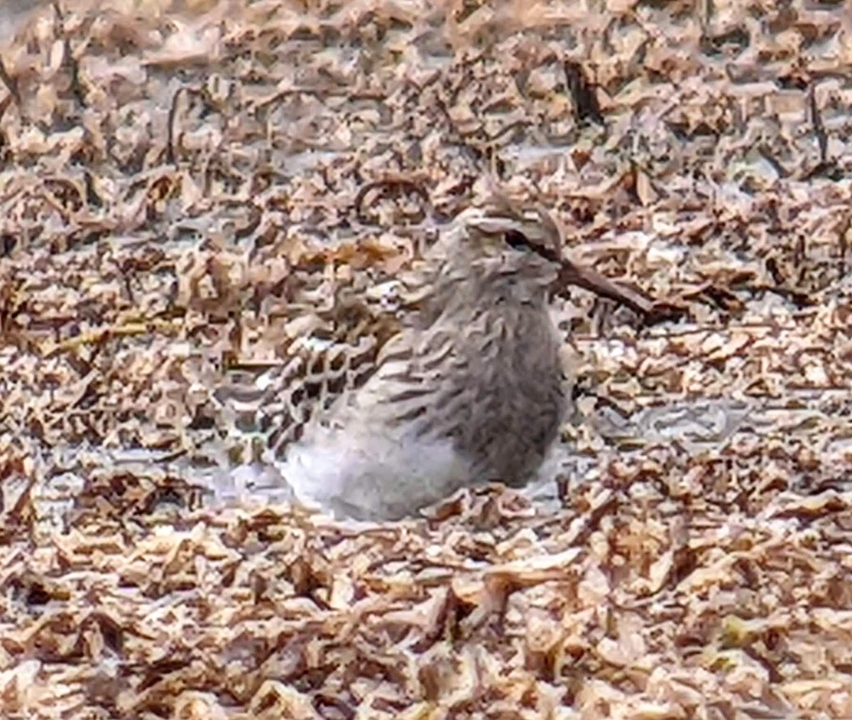 Pectoral Sandpiper - ML483785381