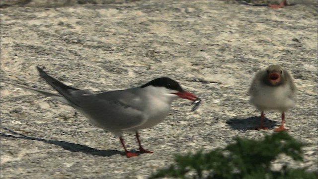 Common Tern - ML483786