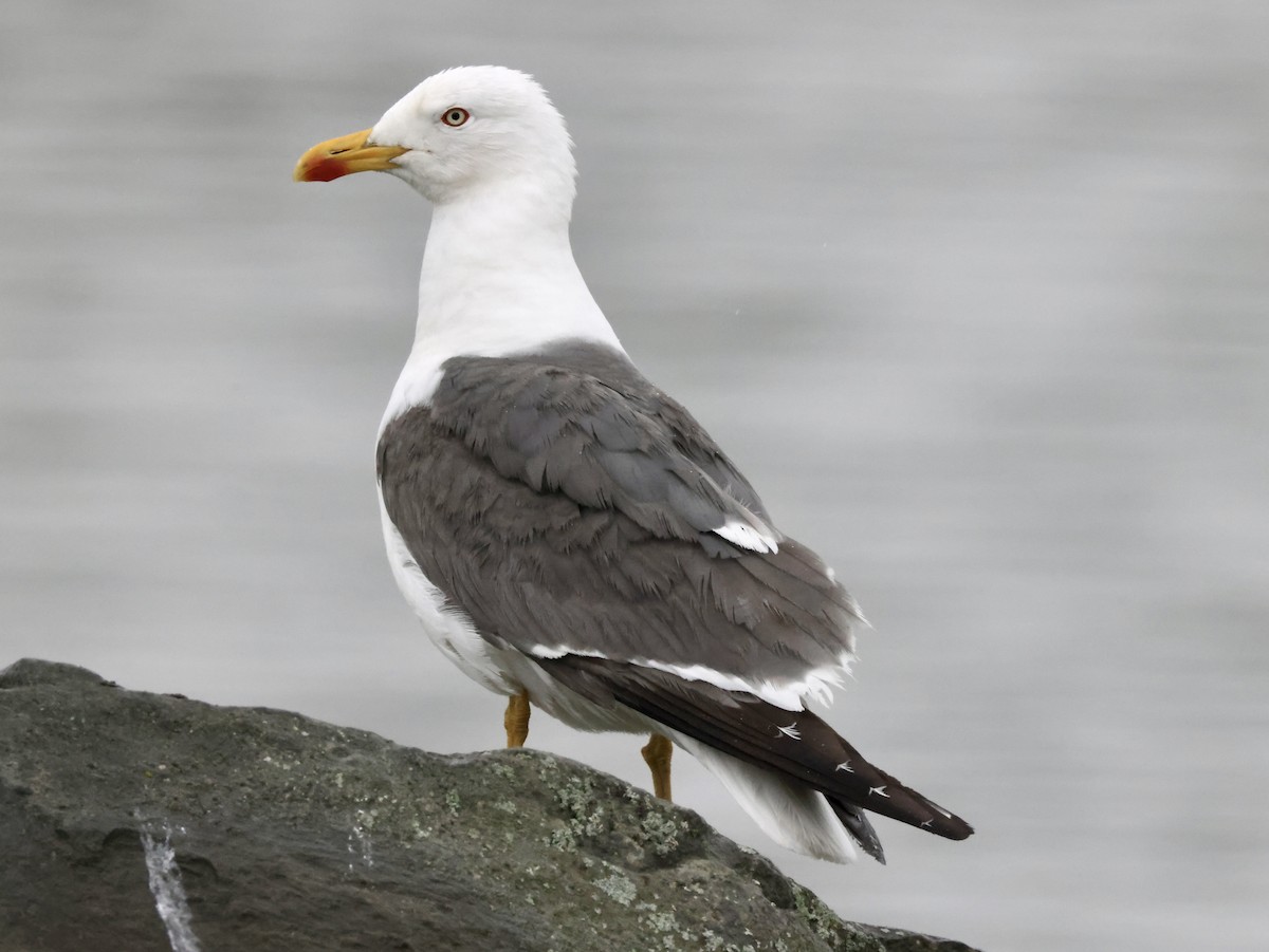 Lesser Black-backed Gull - ML483786351