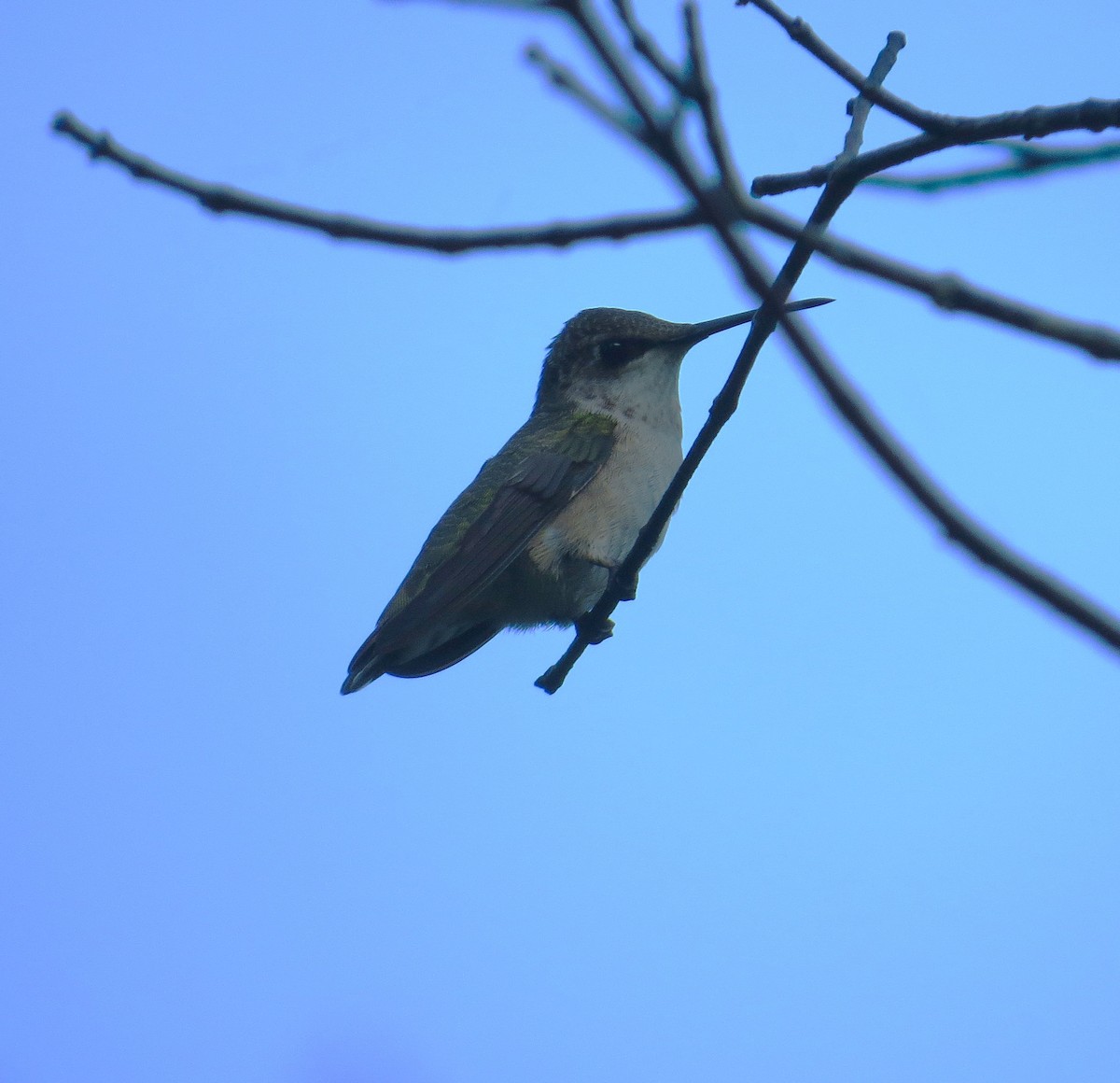 Ruby-throated Hummingbird - ML483787181