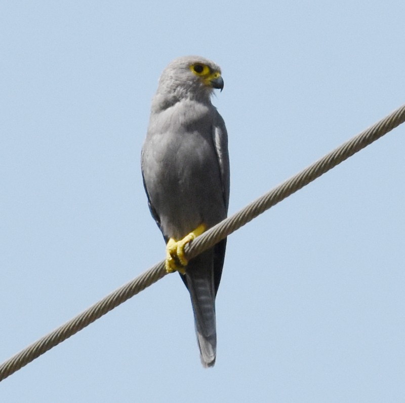 Gray Kestrel - Jos Simons