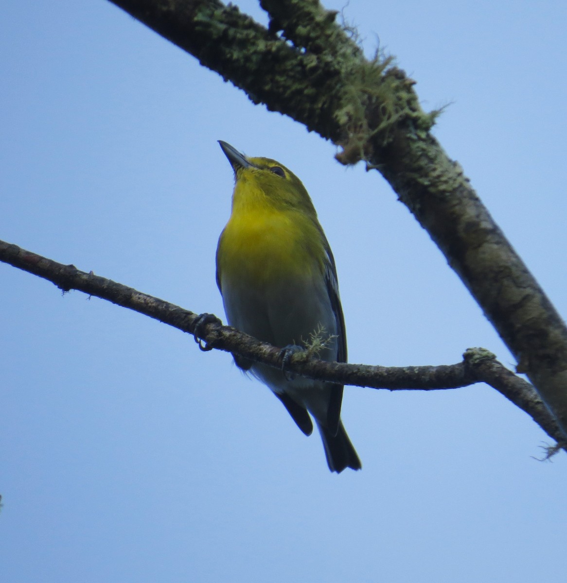 Vireo Gorjiamarillo - ML483787231