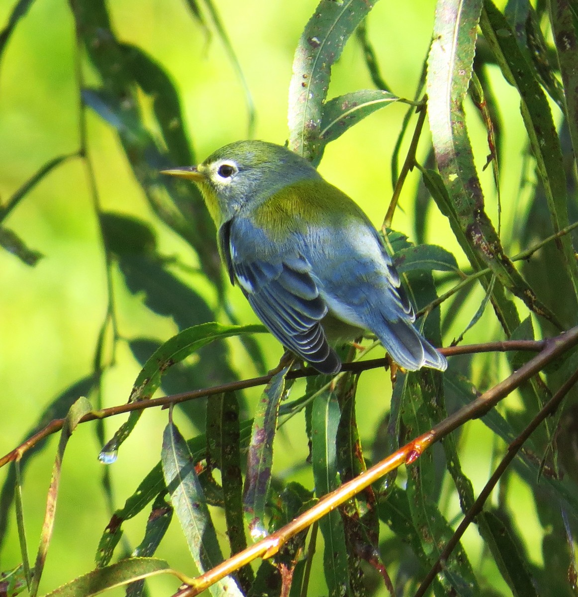 Parula Norteña - ML483787321