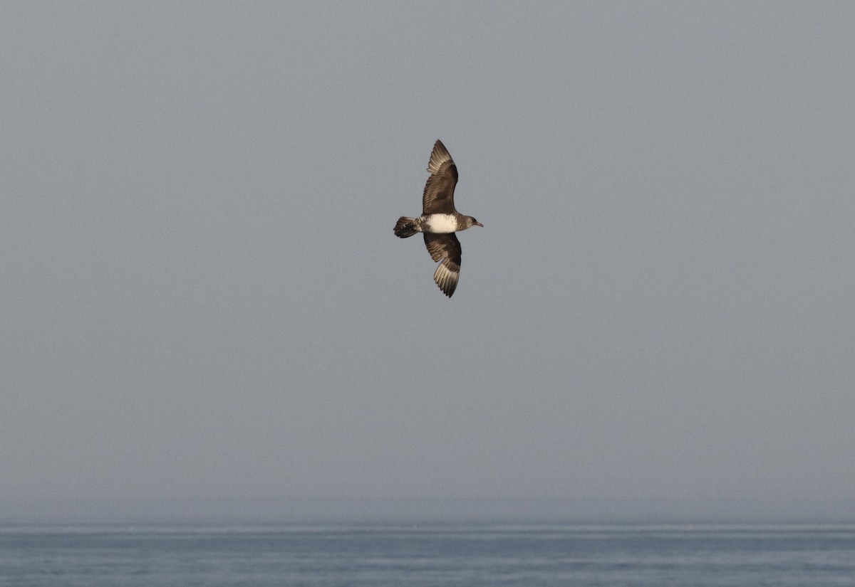 Págalo Pomarino - ML483788071