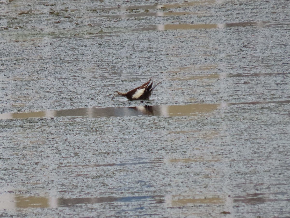 Pheasant-tailed Jacana - ML483788541