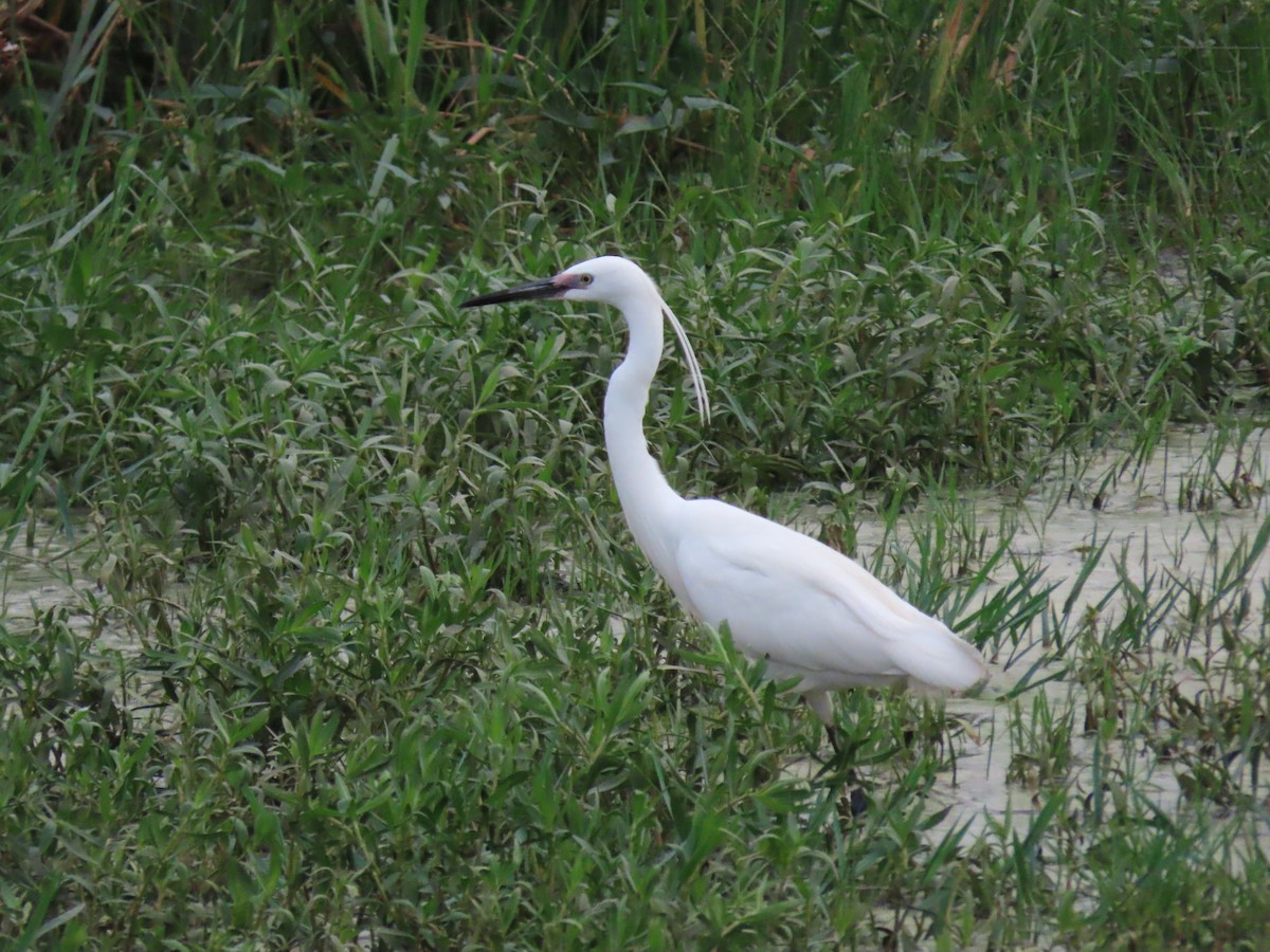 Little Egret - ML483788651