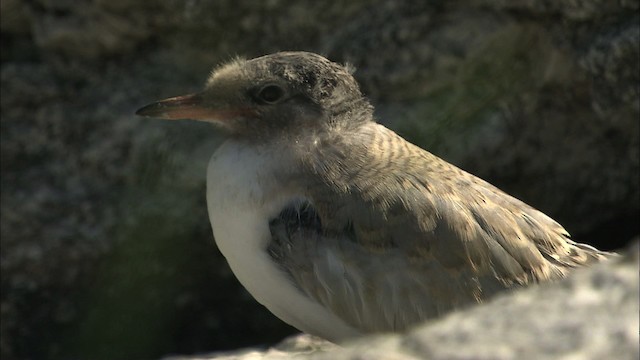 Common Tern - ML483789